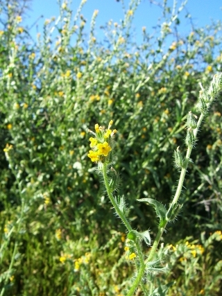 BlueGreenYellow