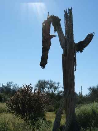 DeadSaguaroWithSun