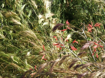 Grasses