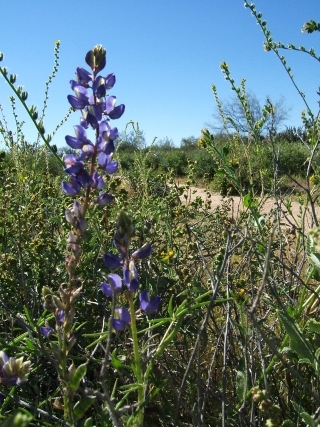Lupine