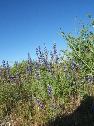 LupinesByRoad