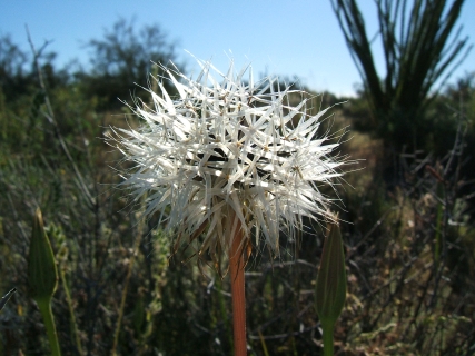 NotADandelion