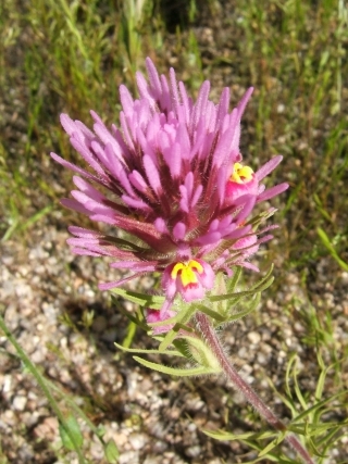 PurpleNYellow
