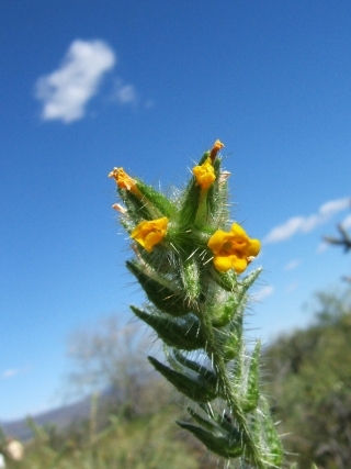 TinyYellow