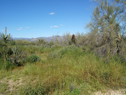 Vista