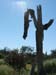 DeadSaguaroWithSun