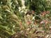 Grasses