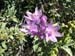 LittlePurple