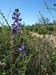 Lupine