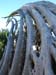 SaguaroRibs